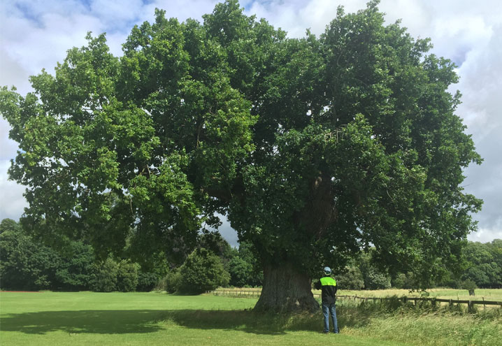 tree health reports Northants Oxfordshire