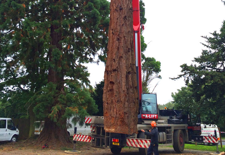Emergency Tree Removal Northants Oxfordshire